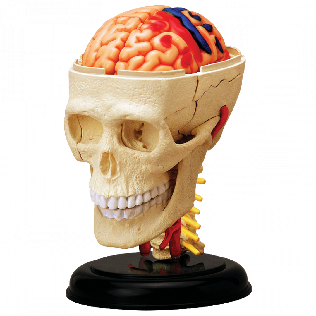 Мозг в черепной коробке. 4d Master анатомическая модель. 4d Master / пазл "анатомическая модель собаки". Анатомическая модель 4d Master череп.