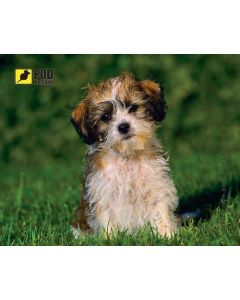 PODMYSHKU Лохматый щенок